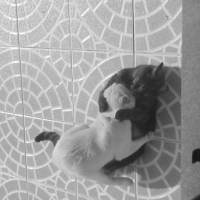 Photo #160729 de Cachou
