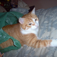 Photo #160891 de Bab
