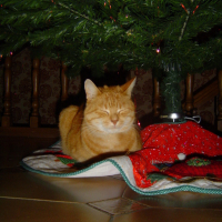 Kiki sous son sapin de Noël