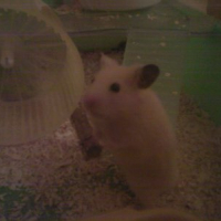 Photo #161773 de Hamtaro