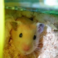 Photo #161779 de Hamtaro