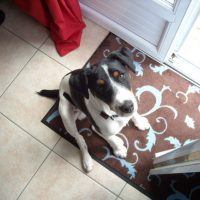Photo #161827 de Darwin 