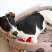 Photo #161833 de Darwin 