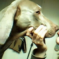 Photo #162343 de Syrius