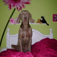 Photo #162349 de Syrius