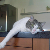 Photo #162649 de Louna