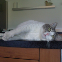 Photo #162655 de Louna