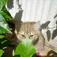 Photo #162817 de Cheyenne