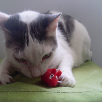 Photo #162967 de Maki