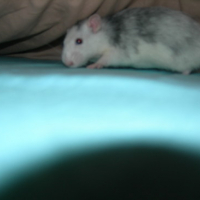 Photo #162991 de Lili
