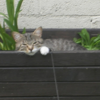 Photo #163267 de Chipie