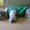 benji_posing_038
