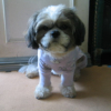 benji_posing_065