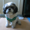 benji_posing_046