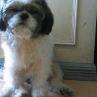 Photo #163663 de Benji