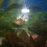 Photo #164119 de Mon aquarium