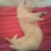Photo #164161 de Gaïa