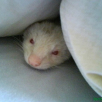 Photo #164167 de Gaïa