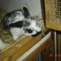 Photo #164281 de Obi-wan