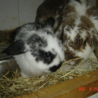Photo #164293 de Obi-wan