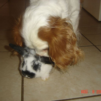 Photo #164299 de Obi-wan