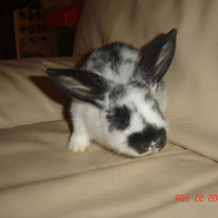 Photo #164305 de Obi-wan