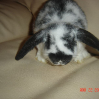 Photo #164311 de Obi-wan