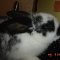 Photo #164323 de Obi-wan