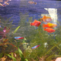 Photo #164533 de Mon aquarium