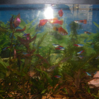 Photo #164539 de Mon aquarium