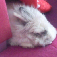Photo #164599 de Poupette