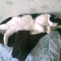 Photo #164707 de Othello