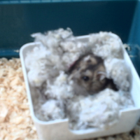 Photo #165109 de Choupette
