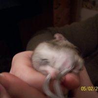 Photo #165115 de Choupette