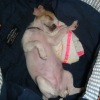 sleeping beauty- apple