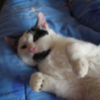 Photo #166141 de Titi