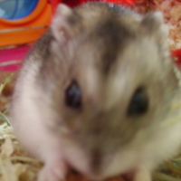Photo #166381 de Bambou