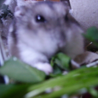 Photo #166393 de Bambou