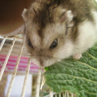 Photo #166399 de Bambou