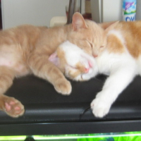 Photo #166765 de Bart