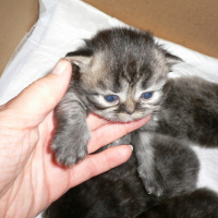 Photo #167659 de Les 4 chatons