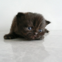 Photo #167665 de Les 4 chatons