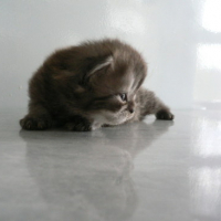 Photo #167671 de Les 4 chatons