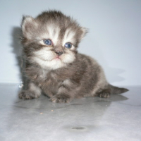 Photo #167677 de Les 4 chatons