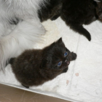 Photo #167683 de Les 4 chatons