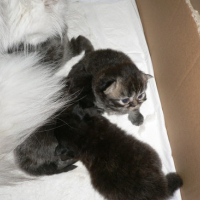Photo #167689 de Les 4 chatons