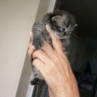 Photo #167695 de Les 4 chatons