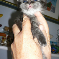 Photo #167701 de Les 4 chatons