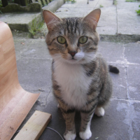 Photo #168163 de Chipie