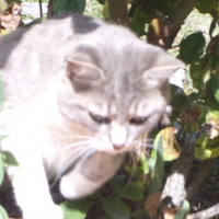 Photo #168505 de Minouch